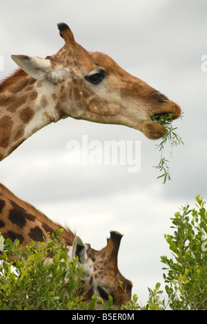 Les Girafes se nourrissent d'un arbre dans le Parc National Kruger, Afrique du Sud. Photo : Eva-Lotta Jansson Banque D'Images