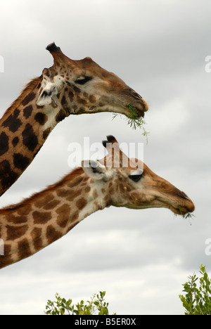 Les Girafes se nourrissent d'un arbre dans le Parc National Kruger, Afrique du Sud. Photo : Eva-Lotta Jansson Banque D'Images