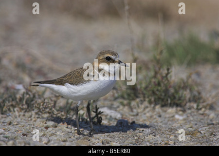 Gravelot Charadrius alexandrinus debout près du nid de Skala Polichnitos salines, Lesbos, Grèce en avril. Banque D'Images