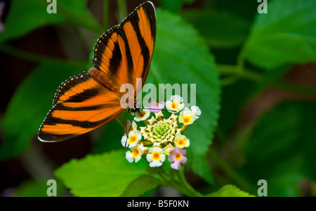 Dryadula phaetusa Butterfly Orange bagués sur nectar de fleurs en tenant avec proboscis dans habitat naturel luxuriant Banque D'Images