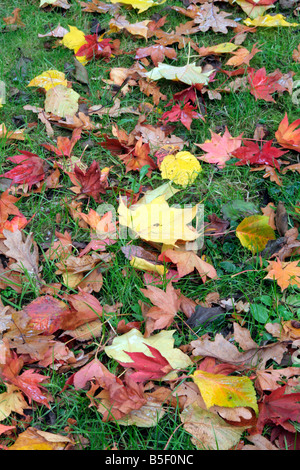 Les feuilles d'AUTOMNE DES ÉRABLES Banque D'Images