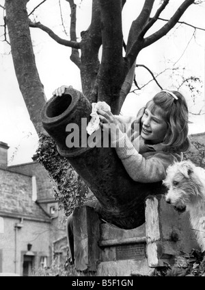 La petite fille polit un morceau de l'histoire ancienne Le canon sur lequel 10 ans Joan Elliott travaille de près par son chien de sport est sur quatre qui newcastle Corporation veut restaurer à la ville la cannon a dit avoir été capturé à la bataille de flodden en 1513 disparu de newcastle garder il y a 58 ans ils ont été trouvés récemment à hethpool maison près de Wooler autrefois la maison de Sir Arthur Sutherland qui a été maire de la ville de Newcastle en 1918 Banque D'Images