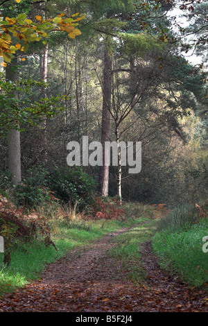 Chemin à travers la forêt sur le domaine de Longleat, Warminster, Wiltshire, Angleterre, Royaume-Uni Banque D'Images