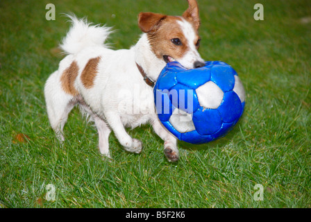 Jack Russell courir dans le parc avec une télévision foot Banque D'Images