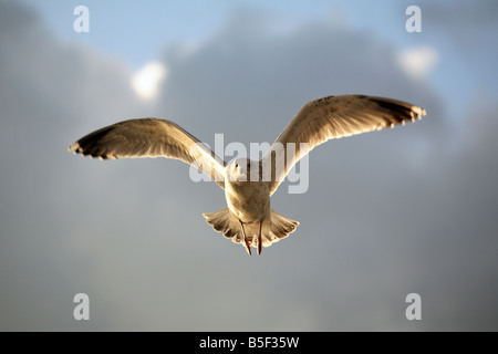 Mouette en vol Banque D'Images