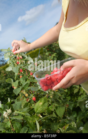 Young Woman picking fruit frais d'un magasin de ferme dans la campagne anglaise Banque D'Images