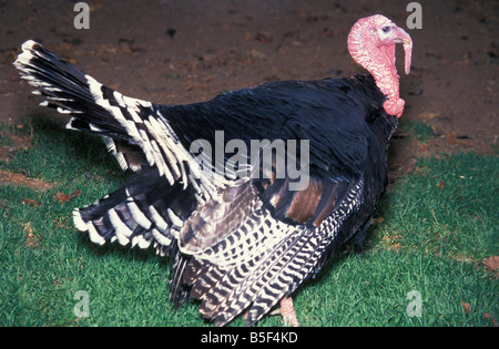 Dindon dindon Meleagris gallopavo mâle animal adulte animaux famille portrait animal animaux oiseau ferme des animaux d'un Banque D'Images