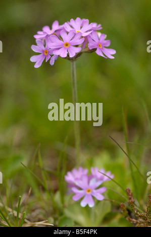 Primevère Laurentienne, primula farinosa, fleurs sauvages des Alpes, vallée de l'Otztal, Tyrol, Autriche Banque D'Images