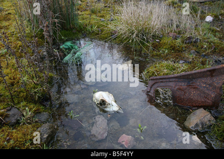 Le crâne de mouton couché dans une flaque d'eau dans un dés-carrière utilisé qui a été utilisé comme dépotoir. Banque D'Images