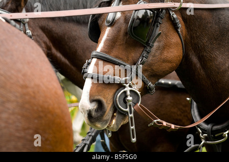 Chevaux à l'entraînement annuel événement dans Lenox Massachusetts USA au mont Edith Wharton s home Banque D'Images