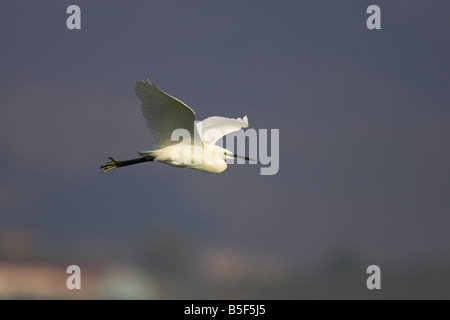 Aigrette garzette Egretta garzetta en vol au dessus de Kalloni salines, Lesbos, Grèce en avril. Banque D'Images