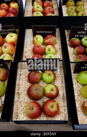 De rares variétés de pommes sur show à Brogdale farm, l'accueil de la collection nationale de fruits, Faversham, Kent, Royaume-Uni. Banque D'Images