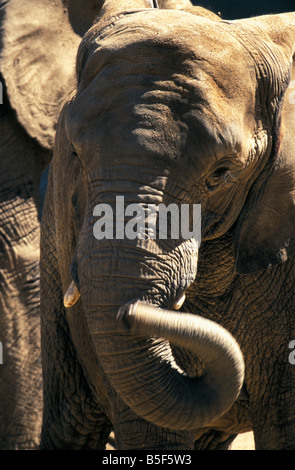 L'éléphant l'éléphant d'Afrique Loxodonta africana Afrika Elefantenkaelber Elefantenkalb Jungtiere Elefanten Elephantidae Mamm Banque D'Images