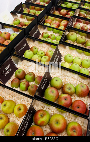 De rares variétés de pommes sur show à Brogdale farm, l'accueil de la collection nationale de fruits, Faversham, Kent, Royaume-Uni. Banque D'Images