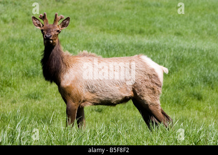 Les jeunes mâles immatures de Elk avec rack cornes sur elk farm standing in green field regarder Banque D'Images