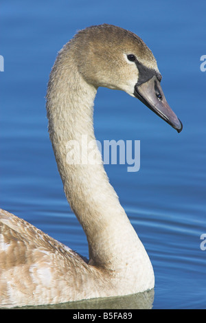 Cygne tuberculé Cygnus olor portrait juvénile de la tête et du cou contre l'eau bleue au Weston d'égouts, Somerset, en octobre. Banque D'Images