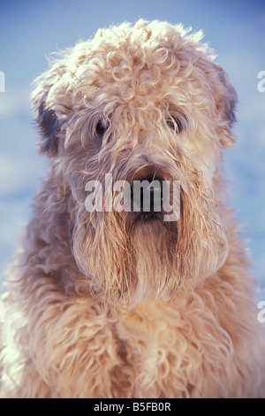 Wheaten Terrier Banque D'Images