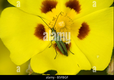 Fleur femelle pattes épaisses beetle Oedemera nobilis se nourrissant de fleur de jardin Banque D'Images