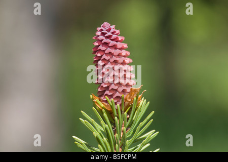 Picea abies Epicéa pin cône conifère arbre kernel Banque D'Images