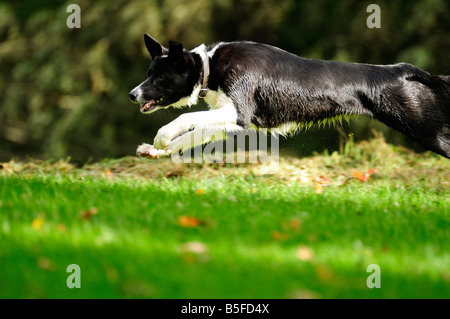 Chien sautant partout lawn Banque D'Images