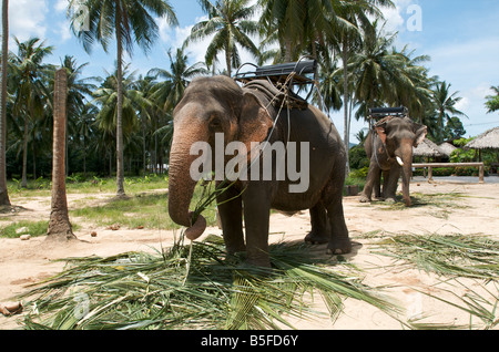 Deux Éléphants de manger les feuilles de palmier sur l'île tropicale de Koh Samui en Thaïlande Banque D'Images