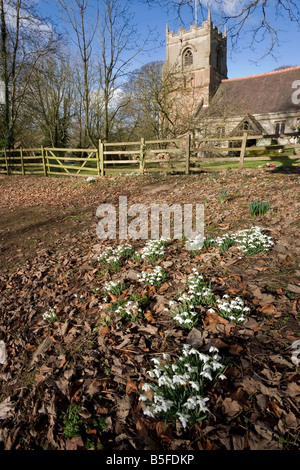 St Leonards church beoley avec worcestershire fleur d'hiver dans les perce-neige Banque D'Images