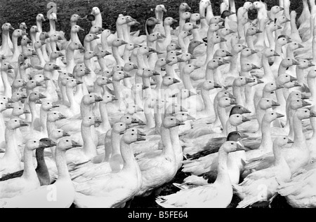 Les oiseaux : Troupeau d'oies sur Grange Farm, près de Redgrave Diss Norfolk. Septembre 1977 S77-4825-001 Banque D'Images