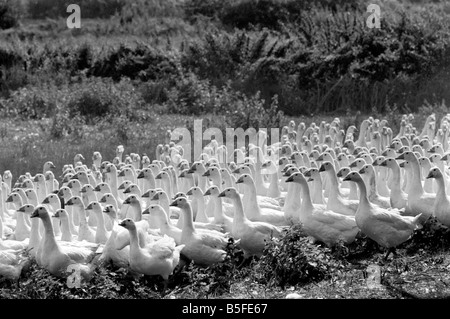 Les oiseaux : Troupeau d'oies sur Grange Farm, près de Redgrave Diss Norfolk. Septembre 1977 S77-4825 Banque D'Images