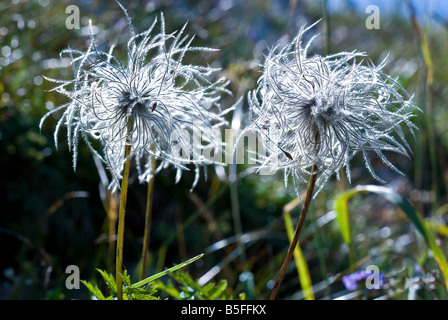 Tête de semences de l'anémone pulsatille Pulsatilla Renonculacées Banque D'Images