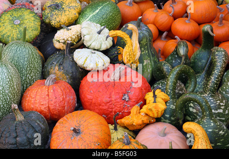 Multicolore multicolore et multishaped pumpkins Banque D'Images