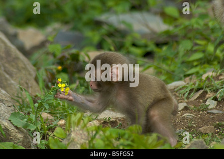 Nouveau-né macaque japonais Macaca fuscata examinant flower Jigokudani Monkey Park Shiga Heights l'île de Honshu au Japon Banque D'Images