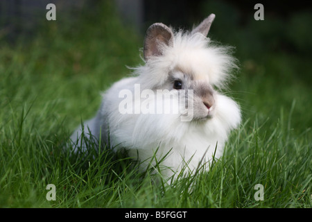 Lapin tête de lion dans l'herbe Banque D'Images