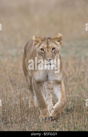 Lionne traque jeu sur le Masai Mara au Kenya Banque D'Images