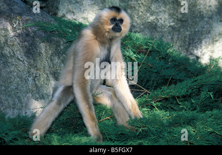 Gibbon noir ou CRESTED GIBBON Hylobates concolor permanent adultes animaux zoologie Mammifères Mammifères le singe Gibbon à crête noire H Banque D'Images