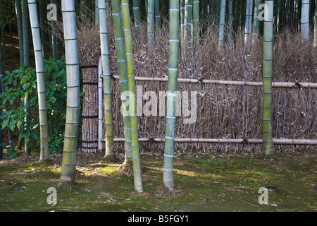 La ville de Kyoto Japon quartier Arashiyama Arahaiyama temple Tenryū-ji jardin détail de ligne de clôture dans la forêt de bambous Banque D'Images