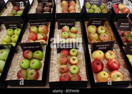 De rares variétés de pommes sur show à Brogdale farm, l'accueil de la collection nationale de fruits, Faversham, Kent, Royaume-Uni. Banque D'Images