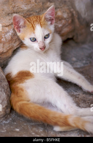 Un chaton blanc rouge aux yeux bleus se trouve dans l'angle d'une structure en pierre et les pairs à quelque chose Banque D'Images