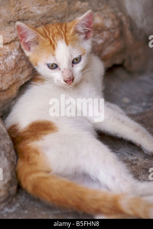 Un chaton blanc rouge aux yeux bleus se trouve dans l'angle d'une structure en pierre et les pairs à quelque chose Banque D'Images