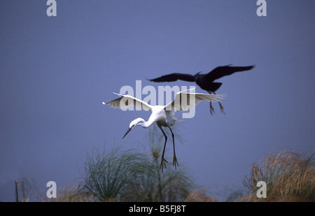 Grande Aigrette Casmerodius albus Egretta ardesiaca Aigrette noire rivière Chobe dans la région de Caprivi en Namibie Banque D'Images