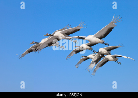 Vol de grues couronnées rouge du nord de la Chine Banque D'Images