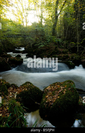 Rivière à Kennal Vale Nature Reserve, Cornwall, UK, Ponsanooth Banque D'Images