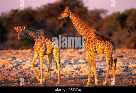 Girafe Giraffa camelopardalis Klein Namutoni trou d'Etosha National Park La Namibie Banque D'Images