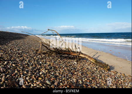 Bois de dérive sur beach Scotland UK à l'automne Banque D'Images