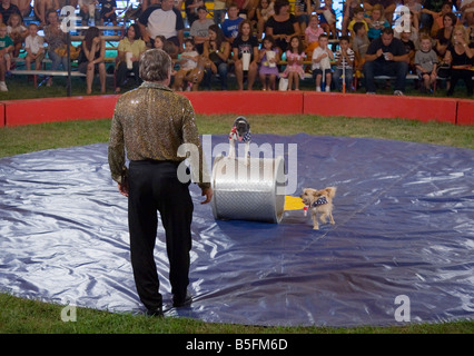 Les chiens faisant des tours à un cirque Banque D'Images