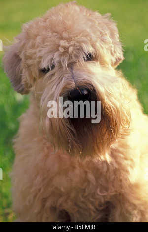 Wheaten Terrier Banque D'Images