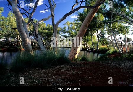 Eucalyptus Waterhole Gommiers blancs, nord-ouest de l'Australie Banque D'Images