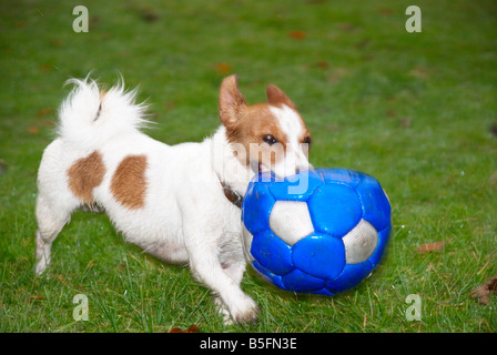 Jack Russell courir dans le parc avec une télévision foot Banque D'Images