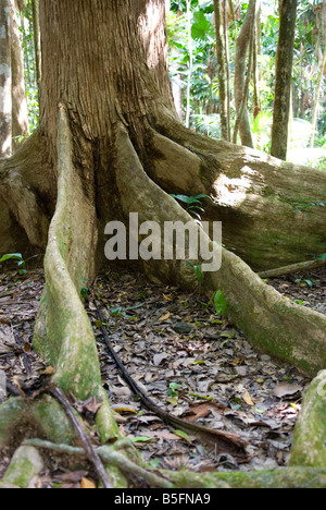 Racines contrefort anciens arbres énormes soutien dans la forêt tropicale de Daintree en Australie Banque D'Images