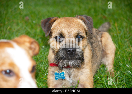 Les chiens dans le parc (jack russell & Border terrier) Banque D'Images