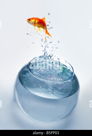 Goldfish sautant de l'eau Banque D'Images